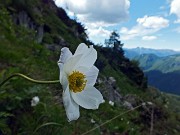 93 Pulsatilla alpina...